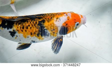Wonderful Fish Of Orange Black And White Colours Swims Under Trembling Clear Water In Aquarium Over 