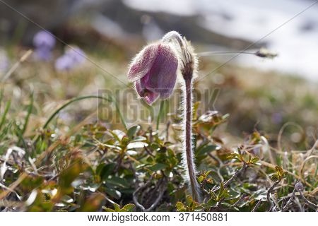 Pulsatilla Vulgaris Pasqueflower Buttercup Family Ranunculaceae Anemone