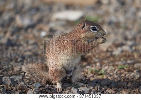Unstriped Ground Squirrel Xerus Rutilus Amboseli National Park - Africa Eating Sitting