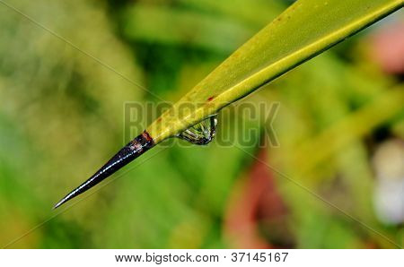 Dešťové kapky na list