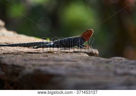Common Agama Red Headed Rock Agama Or Rainbow Agama A Lizard Family Agamidae Male Amboseli Kenya