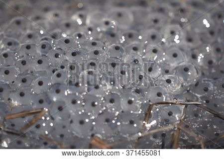Frog Toad Spawn Texture Macro Bright Mountain Light