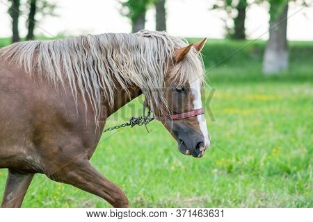Silvery Bay Horse In A Field On A Paddock.