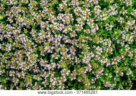 Many Fresh Vivid Yellow And Pink Flowers Of Thymus Serpyllum, Commonly Known As Breckland Thyme, Bre