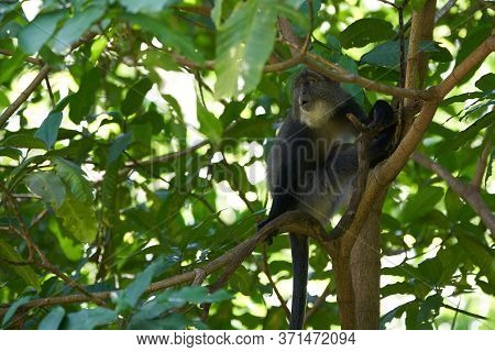 Blue Monkey Diademed Monkey Cercopithecus Mitis Portrait Species Of Old World Monke