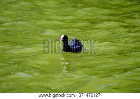 One Small Black Eurasian Coot Bird Also Known As Common Or Australian Coot, Swiming On A Lake In A S