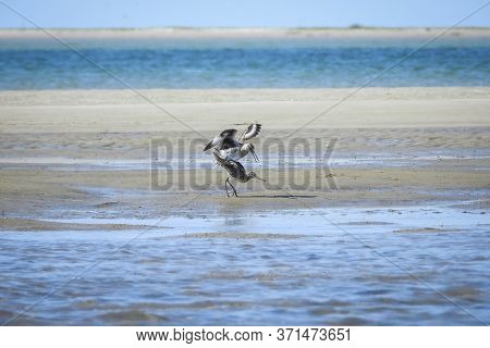 A Wide Shot Of A Willet Couple Mating On The Beach. It Is Photographed At The Beach Of Monomoy Natio
