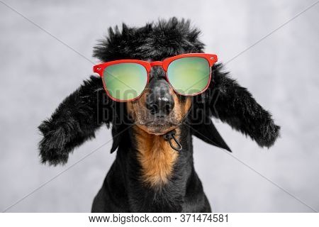Portrait Of Cheeky Dachshund Dog In Warm Winter Hat With Earflaps And Sunglasses With Polarizing Len