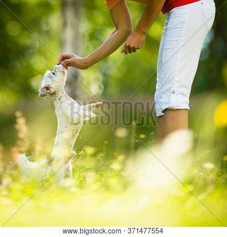 Cute little dog doing agility drill - running slalom, being obediend and making his master proud and happy