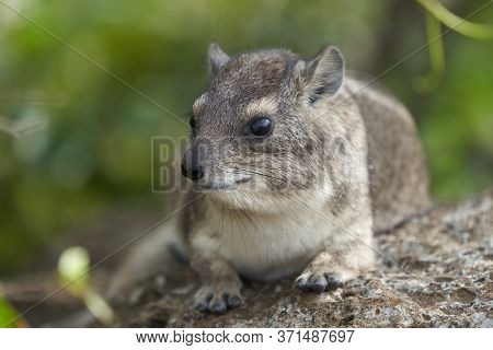 Rock Hyrax Procavia Capensis Cape Portrait Africa