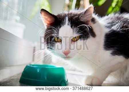 Cute Young Black And White Cat Eating Food Fromm Green Plate Near Glass Of The Window In The Room.
