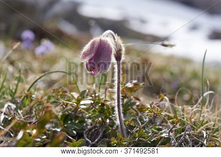 Pulsatilla Vulgaris Pasqueflower Buttercup Family Ranunculaceae Anemone