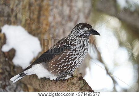 Spotted Nutcracker Also Eurasian Nutcracker Nucifraga Caryocatactes Passerine Bird Slightly Larger T