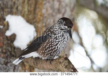 Spotted Nutcracker Also Eurasian Nutcracker Nucifraga Caryocatactes Passerine Bird Slightly Larger T