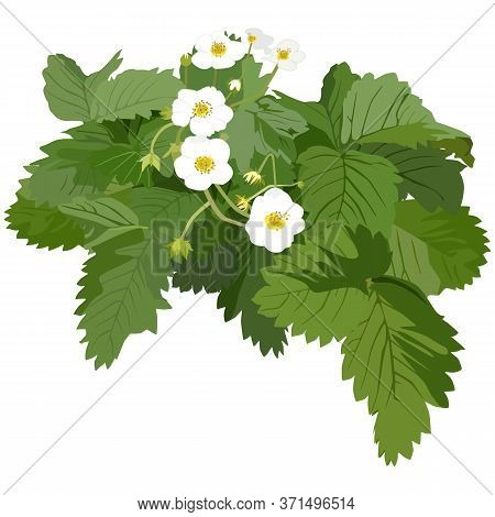 Garden Strawberry Plant Blossom, Vector Flat Isolated Illustration