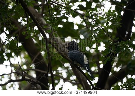 Silvery Cheeked Hornbill Bycanistes Brevis Tanzania Lake Manyara