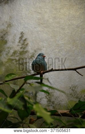 A Blue-breasted Cordonbleu In Frankfurt Zoo, Germany