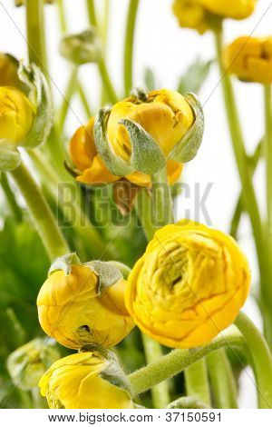 Ranunculus giallo