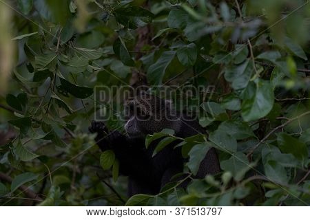 Blue Monkey Diademed Monkey Cercopithecus Mitis Portrait Species Of Old World Monke