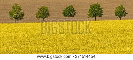 flowering rapeseed field with trees
