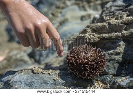 Kid Is Trying To Touch A Sea Urchin (echinoidea). Selective Focus. Seaside Background