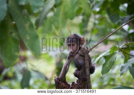 Olive Baboon Baby Papio Anubis Anubis Baboon Cercopithecidae Old World Monkey