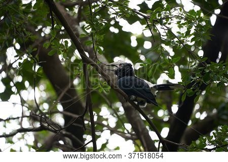 Silvery Cheeked Hornbill Bycanistes Brevis Tanzania Lake Manyara Or Trumpeter Hornbill Bycanistes Bu