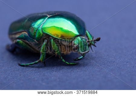 Macrophotography of beetle bronze, ?etonia aurata