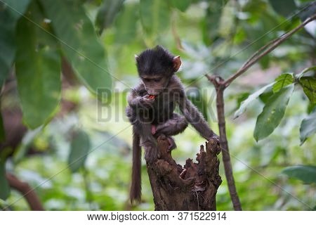 Olive Baboon Baby Papio Anubis Anubis Baboon Cercopithecidae Old World Monkey