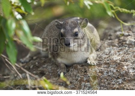Rock Hyrax Procavia Capensis Cape Portrait Africa