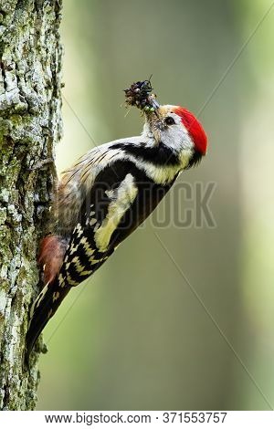 Middle Spotted Woodpecker Clinging On Bark Of Tree Trunk In Summer Forest
