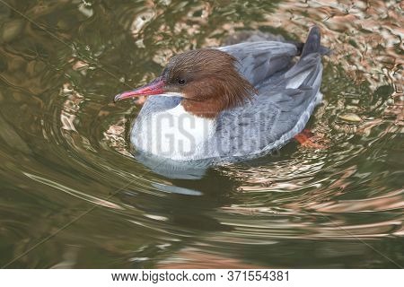 Common Merganser Goosander Mergus Merganser Seaduck Portrait