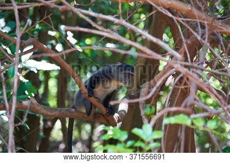 Blue Monkey Diademed Monkey Cercopithecus Mitis Portrait Species Of Old World Monke