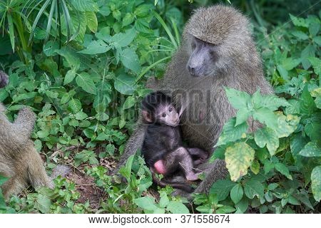Olive Baboon Baby Papio Anubis Anubis Baboon Cercopithecidae Old World Monkey