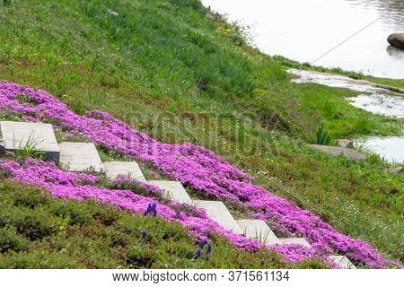 Floral Background From The Phlox Of The Subulate