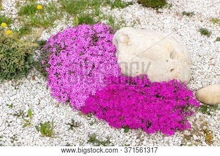 Floral Background From The Phlox Of The Subulate