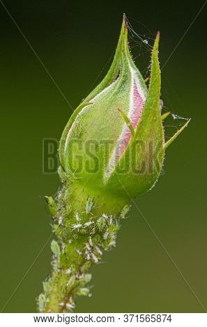 Small Black Aphid On A Green Leaf In The Open Air Close Up