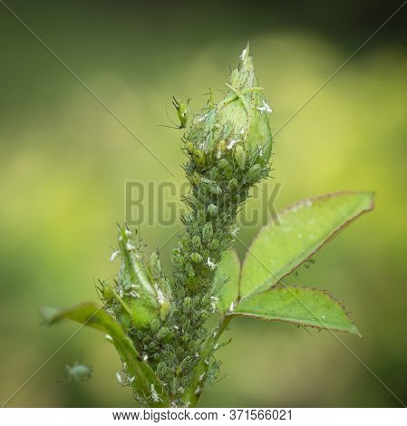 Small Black Aphid On A Green Leaf In The Open Air Close Up