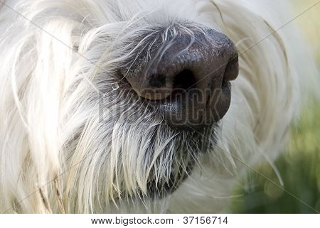 Maggie Nose