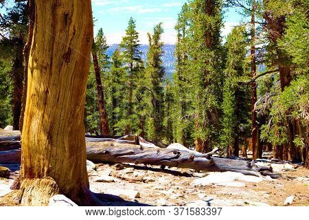 Alpine Meadow Surrounded By Lodgepole Pine Trees Taken At A Temperate Forest In The Sierra Nevada Mo
