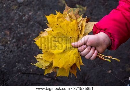 Kids Play In Autumn Park. Fall Foliage.autumn Mood. Toddler Kid Or Preschooler Child In Fall.autumn