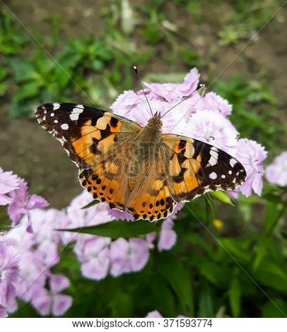 Open Winged Shots Of A Brown Painted Lady Butterfly (vanessa Cardui Or Cynthia Cardui) Feeding On Pi