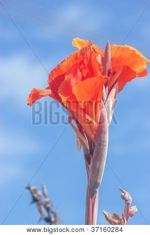 Rode bloem