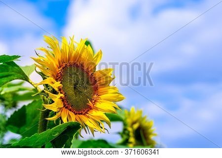 Bright Decorative Yellow Flowers Of A Sunflower Against Blue Sky With Cloud In Spring Or Warm Summer