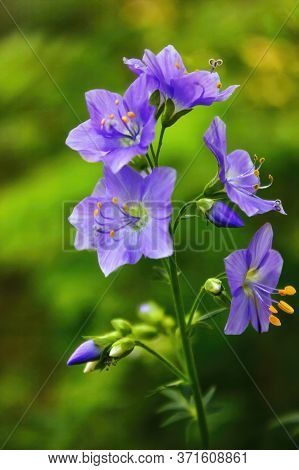 Valerian Greek. The Latin Name Is Polemonium Coeruleum. A Plant With A Calming And Analgesic Effect.