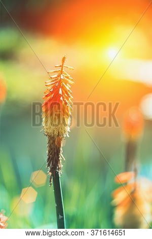 Kniphofia Hybrida Red Hot Poker Orange Flower Against Sun, Close Up