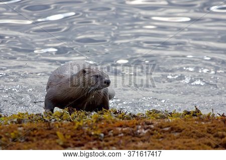 River Otter Climbs Out Of The Sea Onto Seaweed Covered Rocky Shore, Several Insects Fly Around It, C