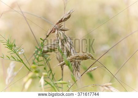 Nature Background With Wildgrass Under Sunlight. Selective Focus. Plant Background.