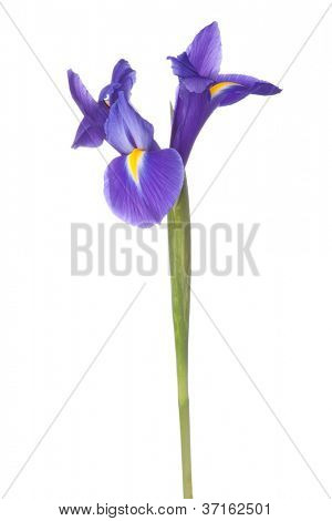 Blå iris eller blueflag blomst isoleret på hvid baggrund