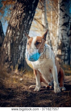 Red Dog Breed Bulterrier In Medical Mask On Its Muzzle.